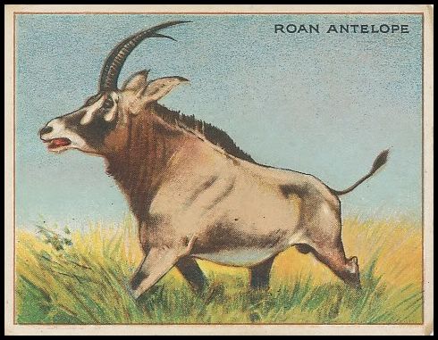 61 Roan Antelope